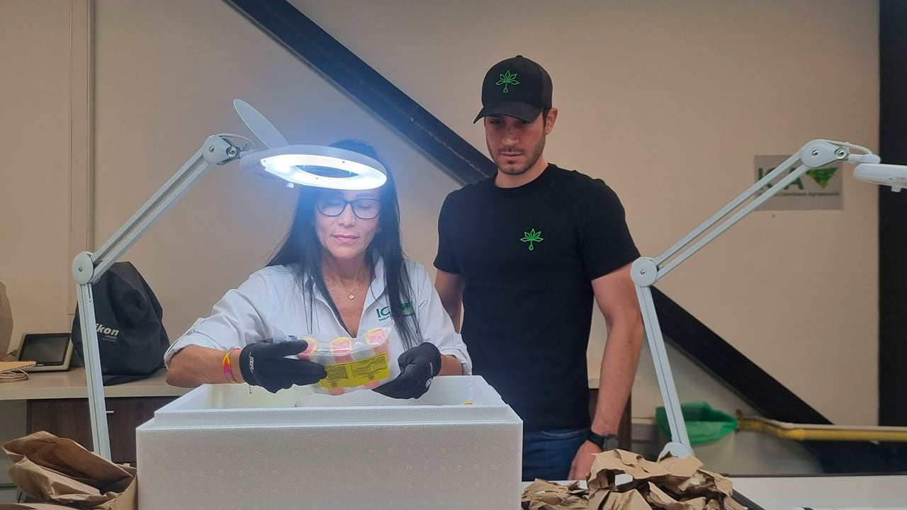 Colombia amplía exportaciones de cannabis.