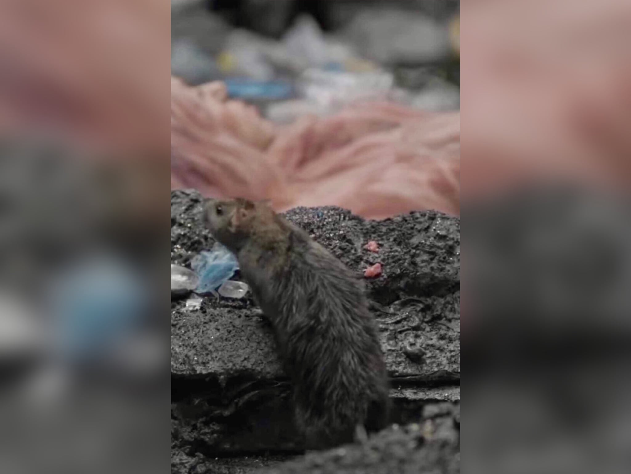 Shakira. Foto: Captura de pantalla Instagram @Shakira.