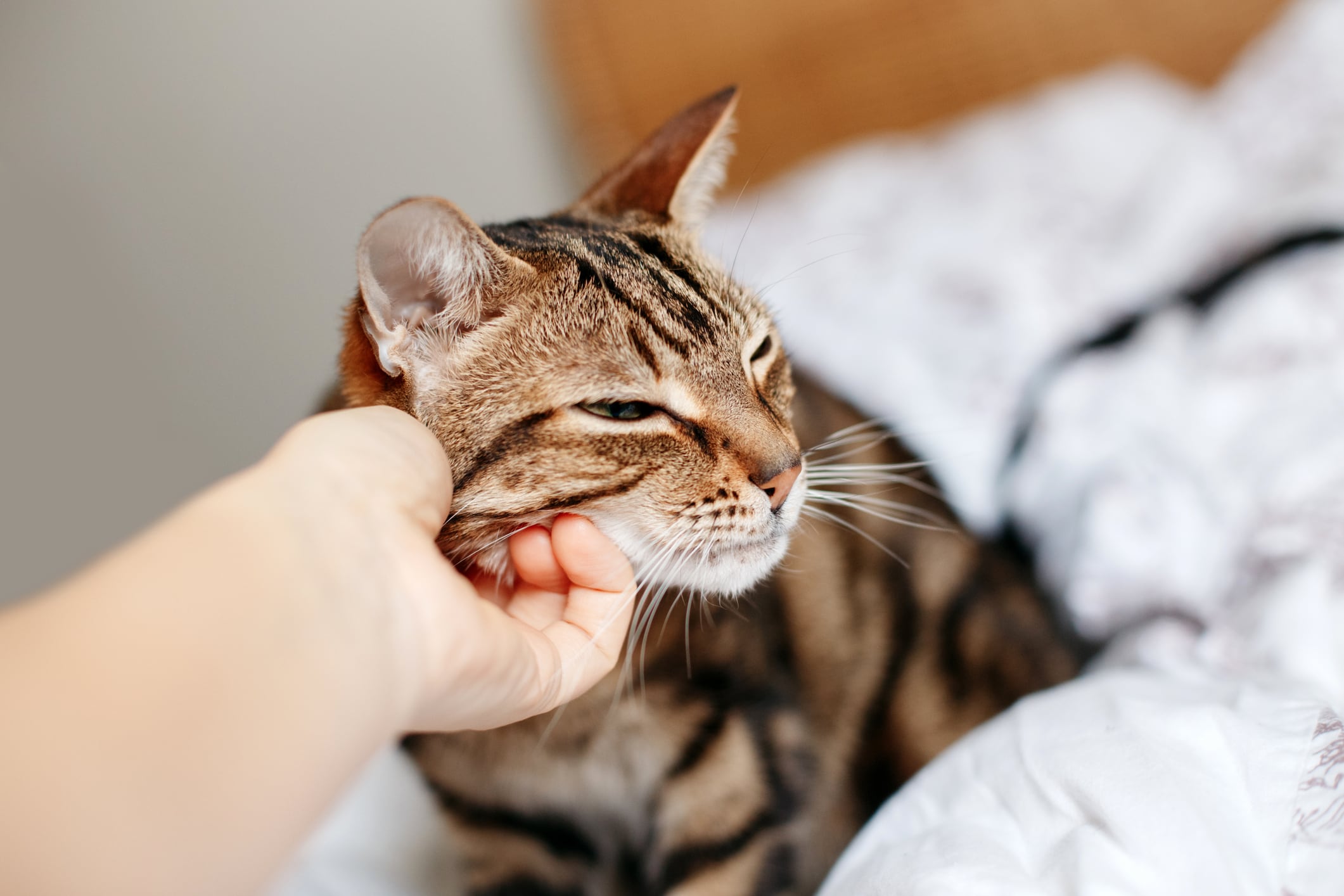 gatos