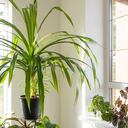 Esta planta simboliza el amor y la amistad.