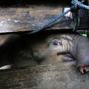 Una cría de elefante de Sumatra que perdió la mitad de su trompa, es tratada en un centro de conservación de elefantes en Saree, Aceh Besar, Indonesia, el lunes 15 de noviembre de 2021. (AP Photo/Munandar, File)