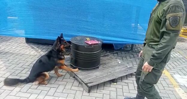 África, la perra antinarcóticos que descubrió más de 1.3 toneladas de cocaína lista para ser enviadas a España.