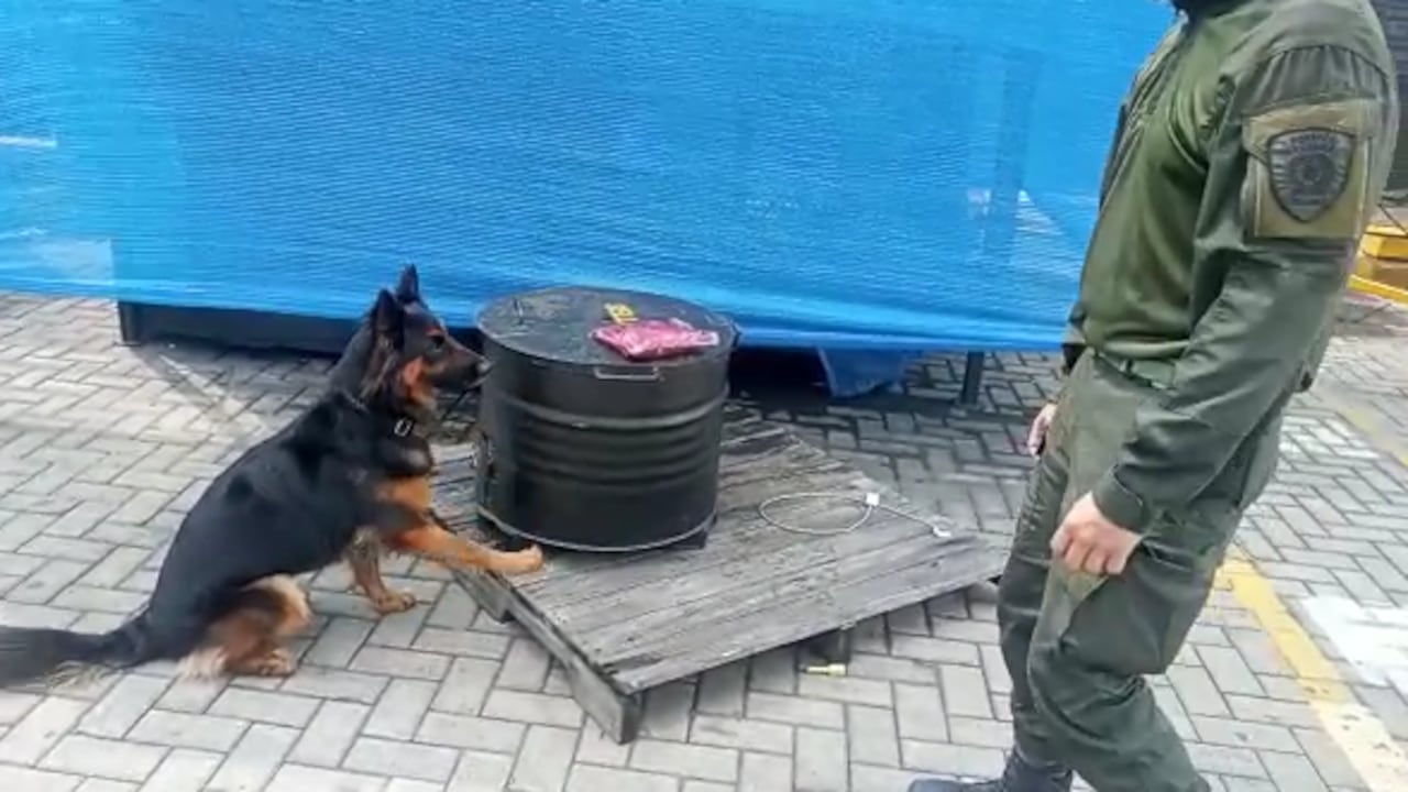 África, la perra antinarcóticos que descubrió más de 1,3 toneladas de cocaína lista para ser enviadas a España.