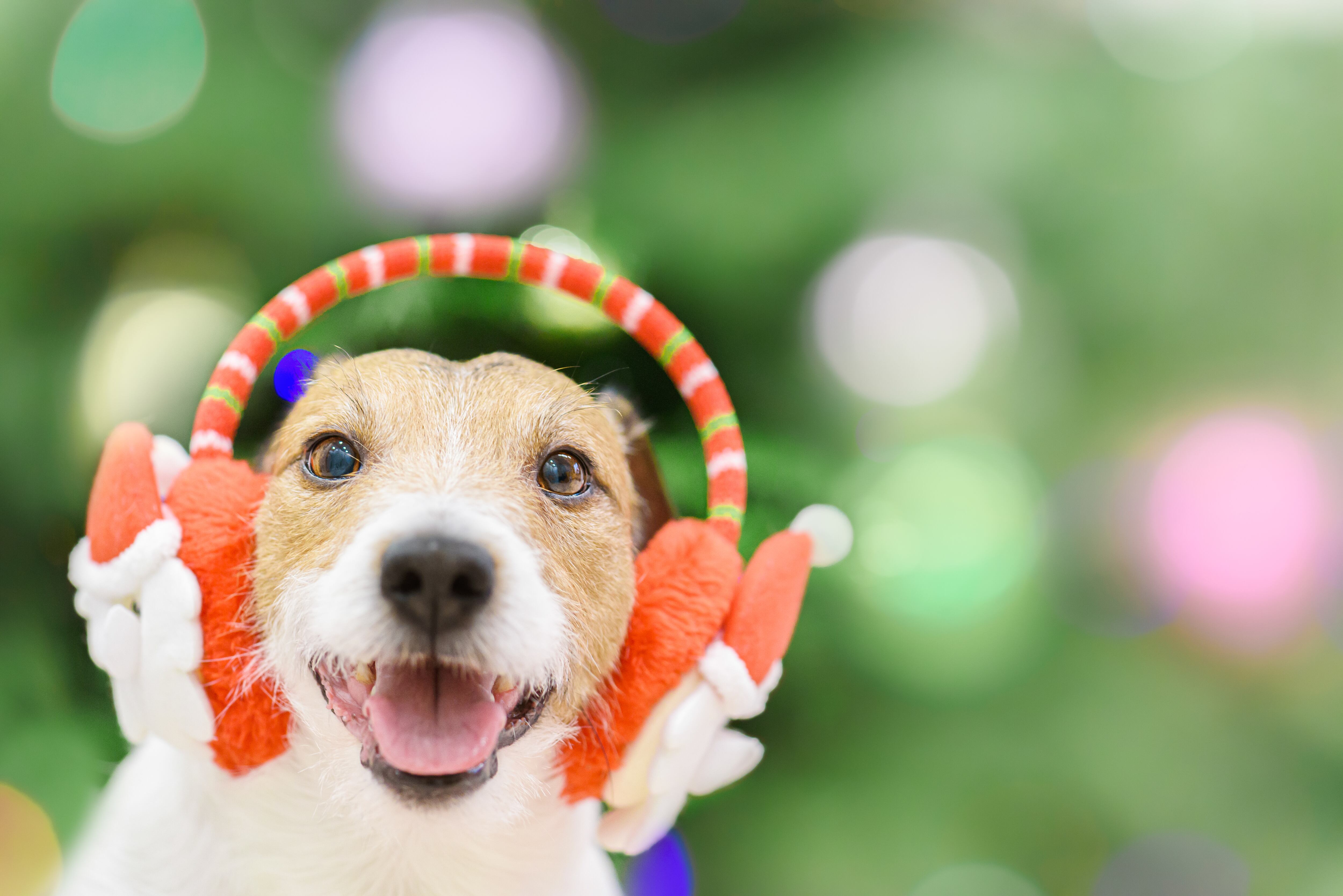 Perro - Navidad - mascota