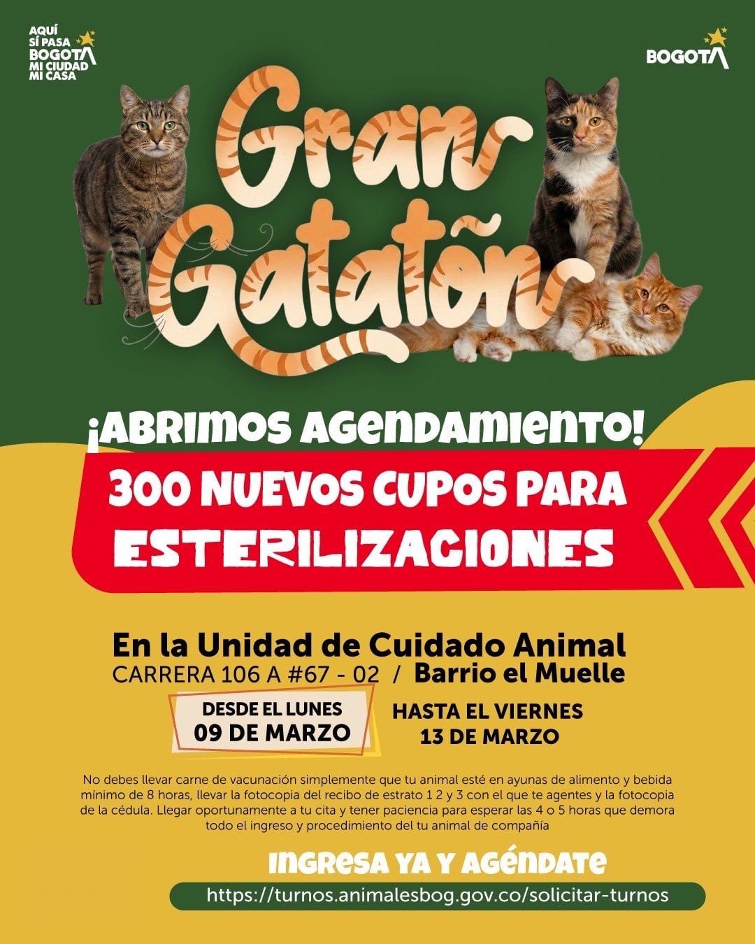 Llegó el Gran Gatatón a la Unidad de Cuidado Animal, 300 cupos de esterilización gratuita para nuestros amigos gatunos