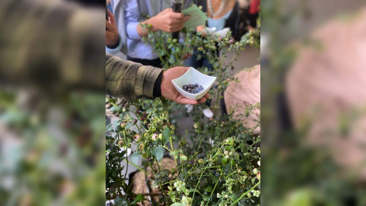 Los arándanos que siembran cientos de mujeres en Cundinamarca