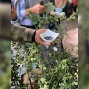 Los arándanos que siembran cientos de mujeres en Cundinamarca