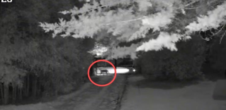 Investigan si ataques a ganado en La Calera son causados por un puma o por perros ferales.