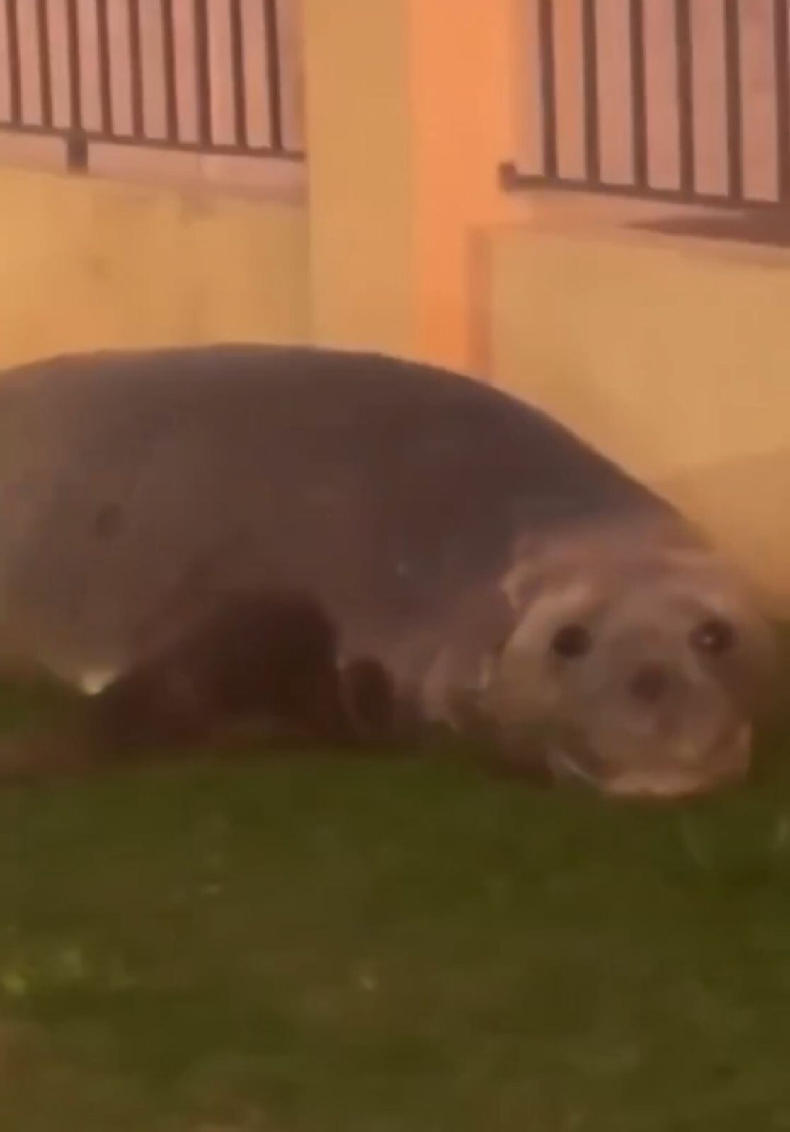 El elefante marino permaneció en las calles por 9 horas