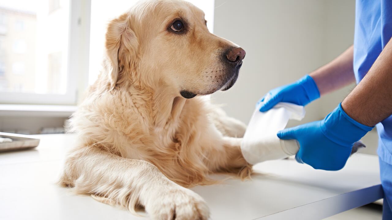 Veterinarian wrapping bandage around a dog's leg
