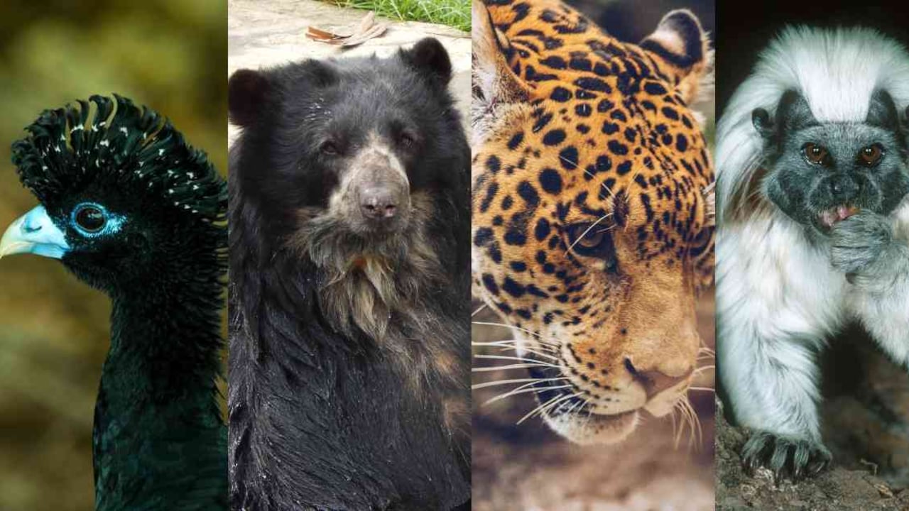 La biodiversidad colombiana está seriamente amenazada por las actividades humanas. Fotos: Rodrigo Gaviria, Parque Jaime Duque, Zoo Santa Cruz y Martin Harvey.