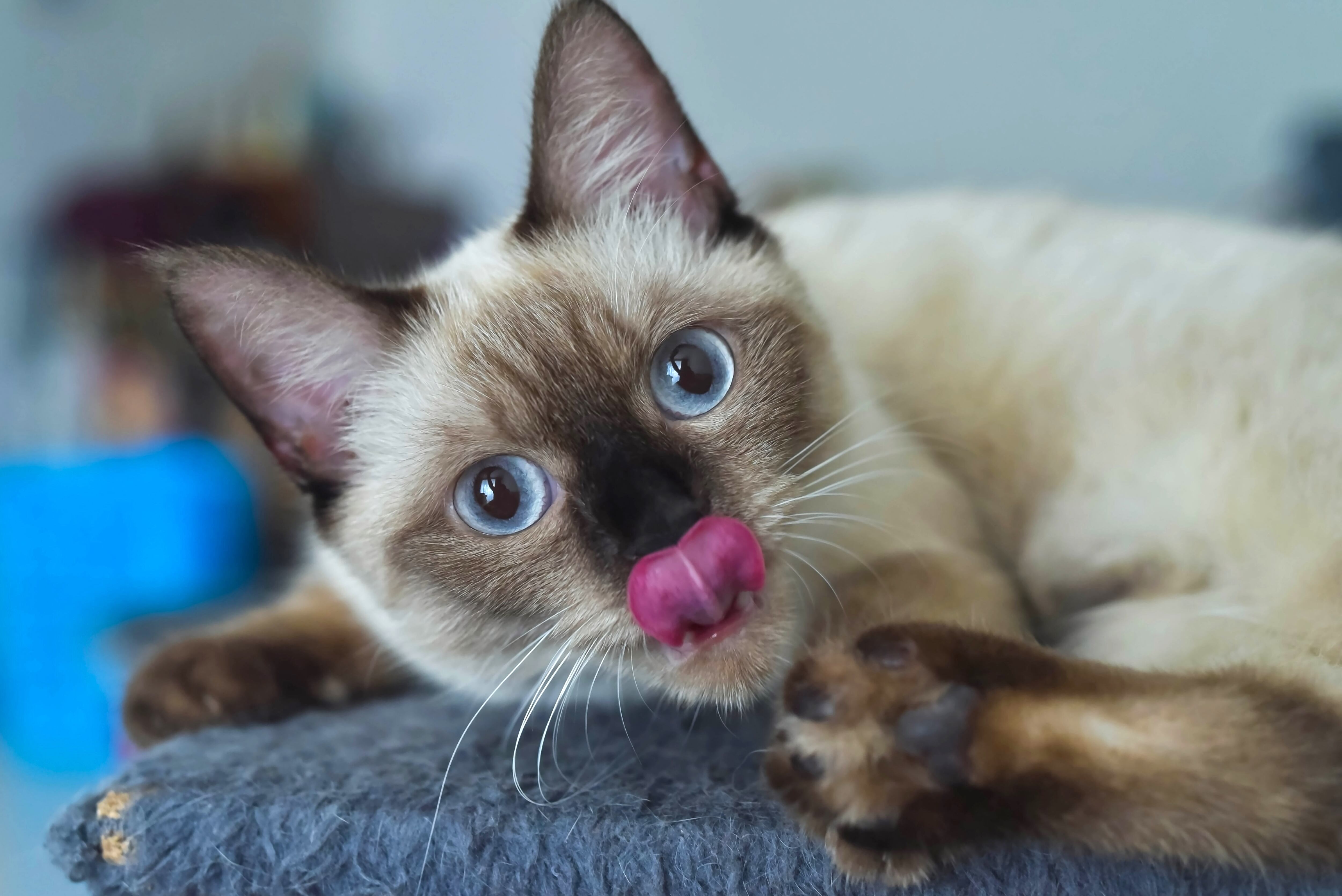 Gatos siameses: ¿por qué se da su alteración en el color?