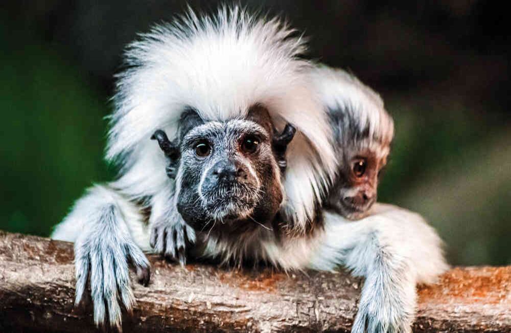 El tití cabeciblanco le dio vida a Baqui, la mascota de los Juegos Centroamericanos de Barranquilla.