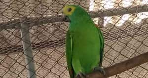 "Es un ave loca y nadie se mete con él, como los ladrones pudieron darse cuenta", dijo el director del zoológico a la BBC. Foto cortesía: De Ilair Dettoni