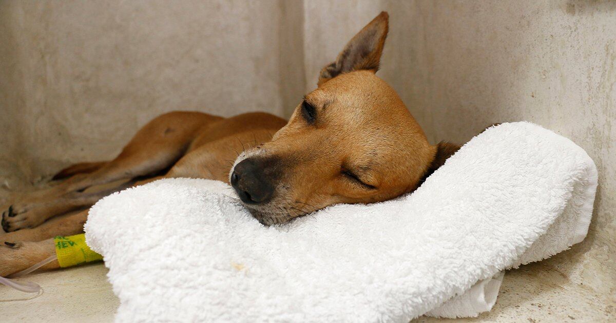 Foto de referencia de un canino.