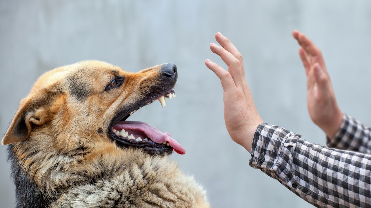 Perro agresivo