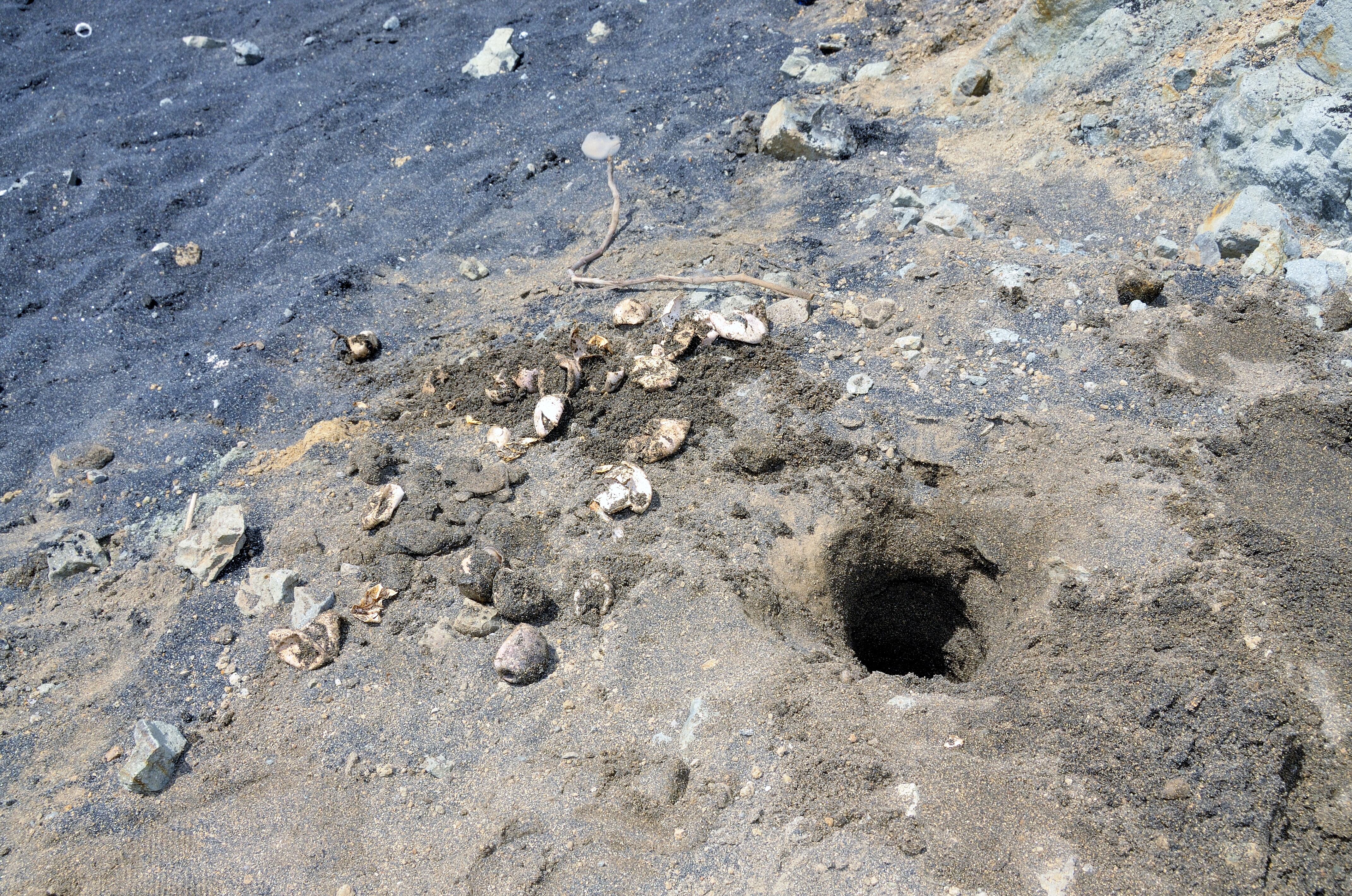Cáscaras de huevos de tortugas nacidas cerca de un agujero de anidación en una playa. imagen de referencia