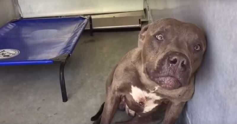 La canina, al parecer, no solo fue abusada con un miembro viril humano, sino que le habrían introducido objetos para aumentar su dolor y agonía. 