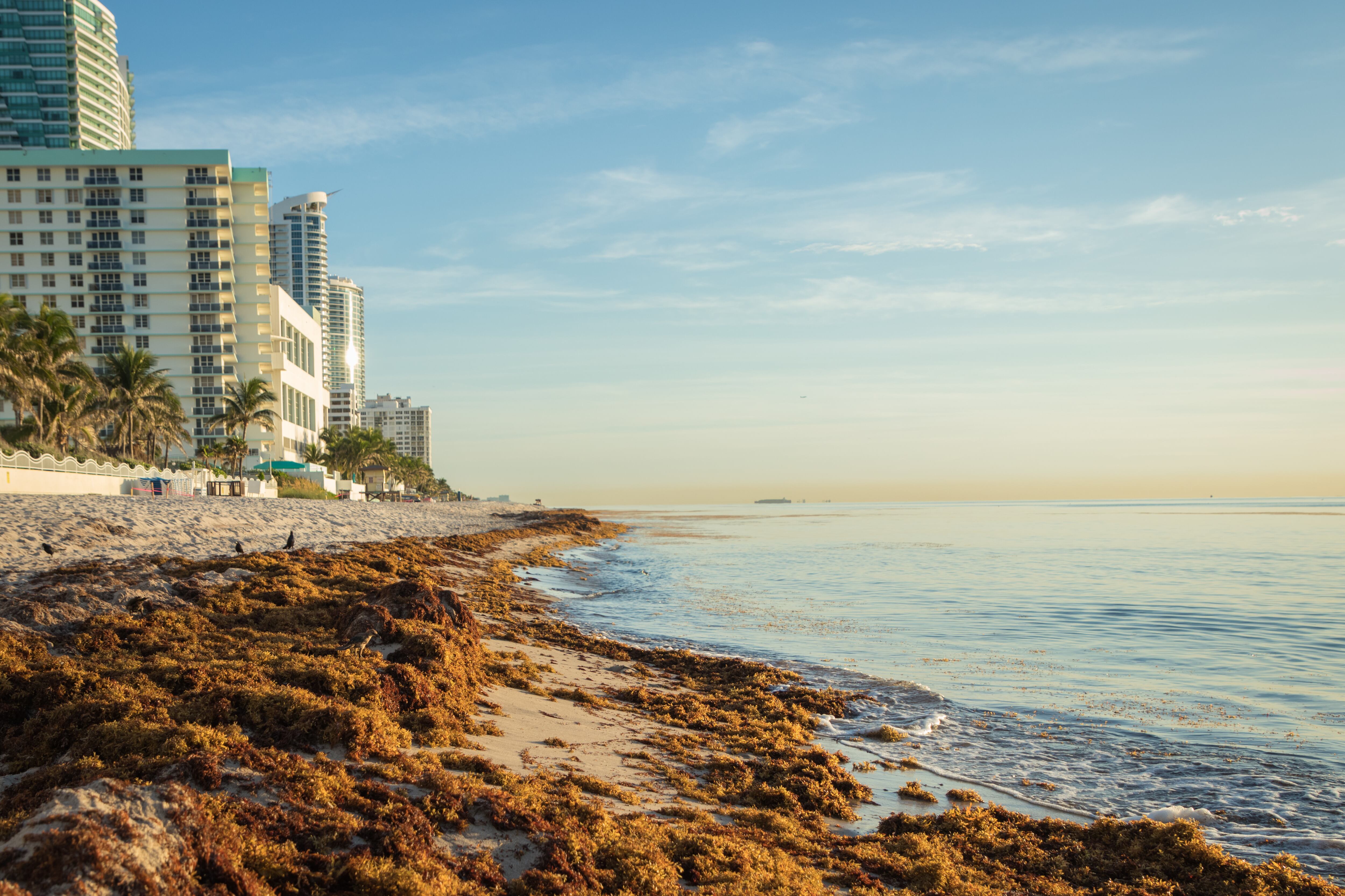 El exceso de sargazo  está dañando el turismo de algunas playas en  Florida y  en el Caribe