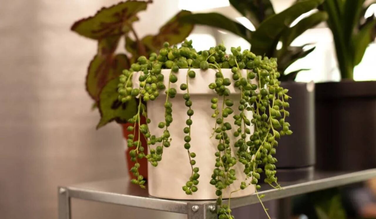 La planta de rosario cuenta con varias propiedades especiales