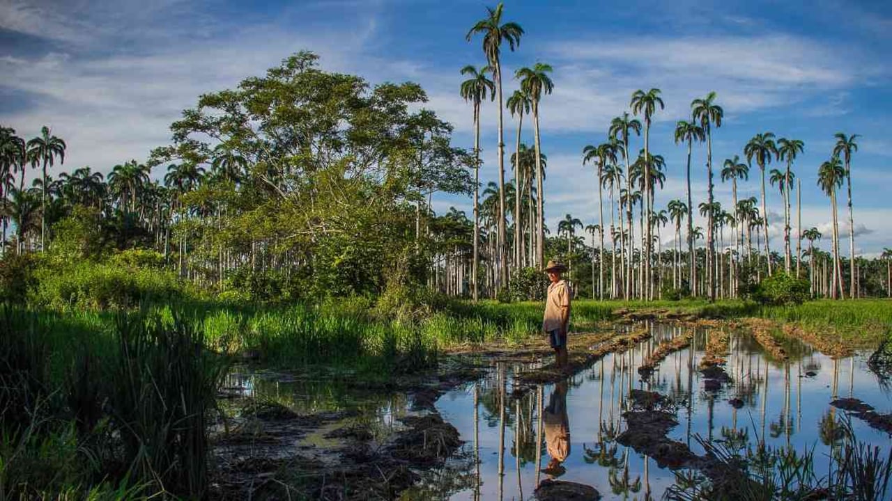 La deforestación es uno de los motores de pérdida de la diversidad biológica en Colombia. Foto: José Iván Cano/ Instituto Humboldt