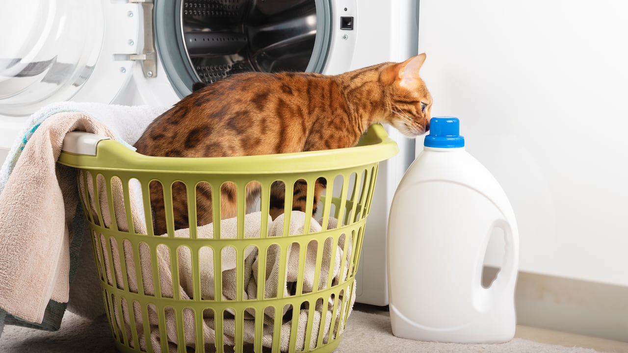 Los pelos de gato no son fáciles de quitar de la lavadora, pero hay trucos para lograrlo.