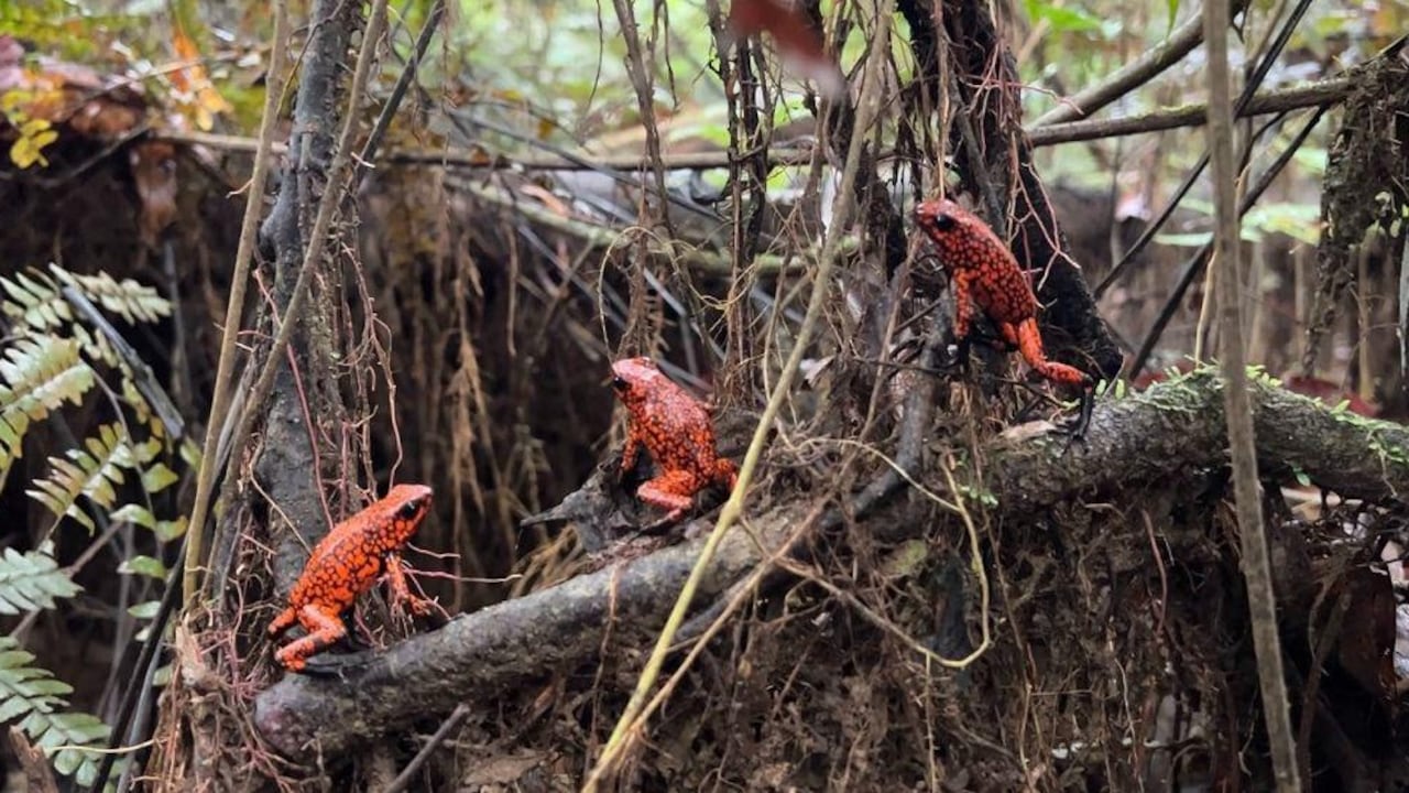 Los pequeños animales fueron incautados en un operativo realizado por la Policía Nacional y luego de su valoración, se reintrodujeron a su lugar de origen: el departamento del Chocó.