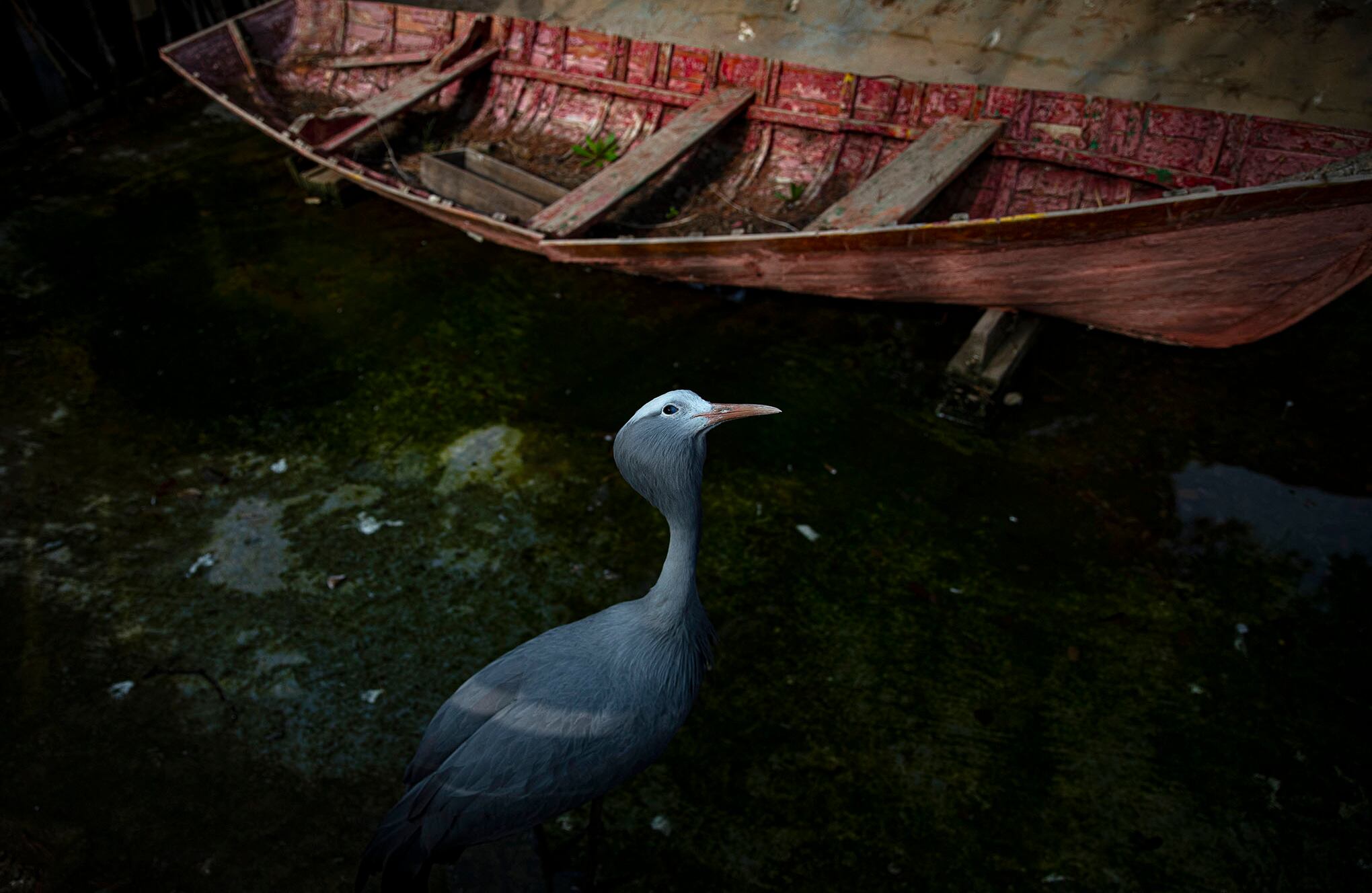 Zoológico en Santiago de Chile