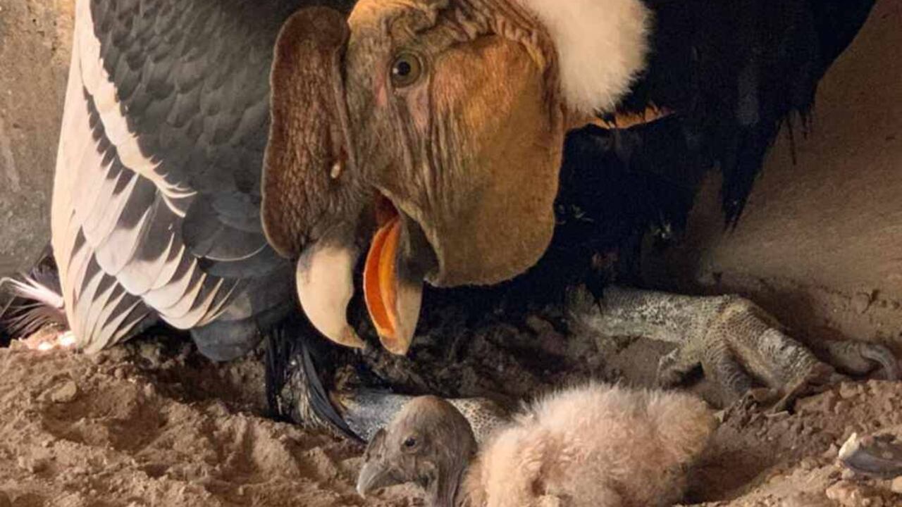 El polluelo de cóndor nació en cautiverio el pasado 30 de abril. Foto: Aviario Nacional