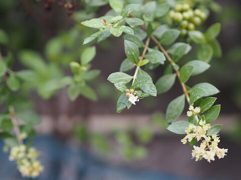 Han dejado de usar los productos cosméticos por utilizar la coloración vegetal.