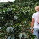 Productor de café caminando por la plantación de café. Plantas de café. Hombre vestido con sombrero de campesino.
