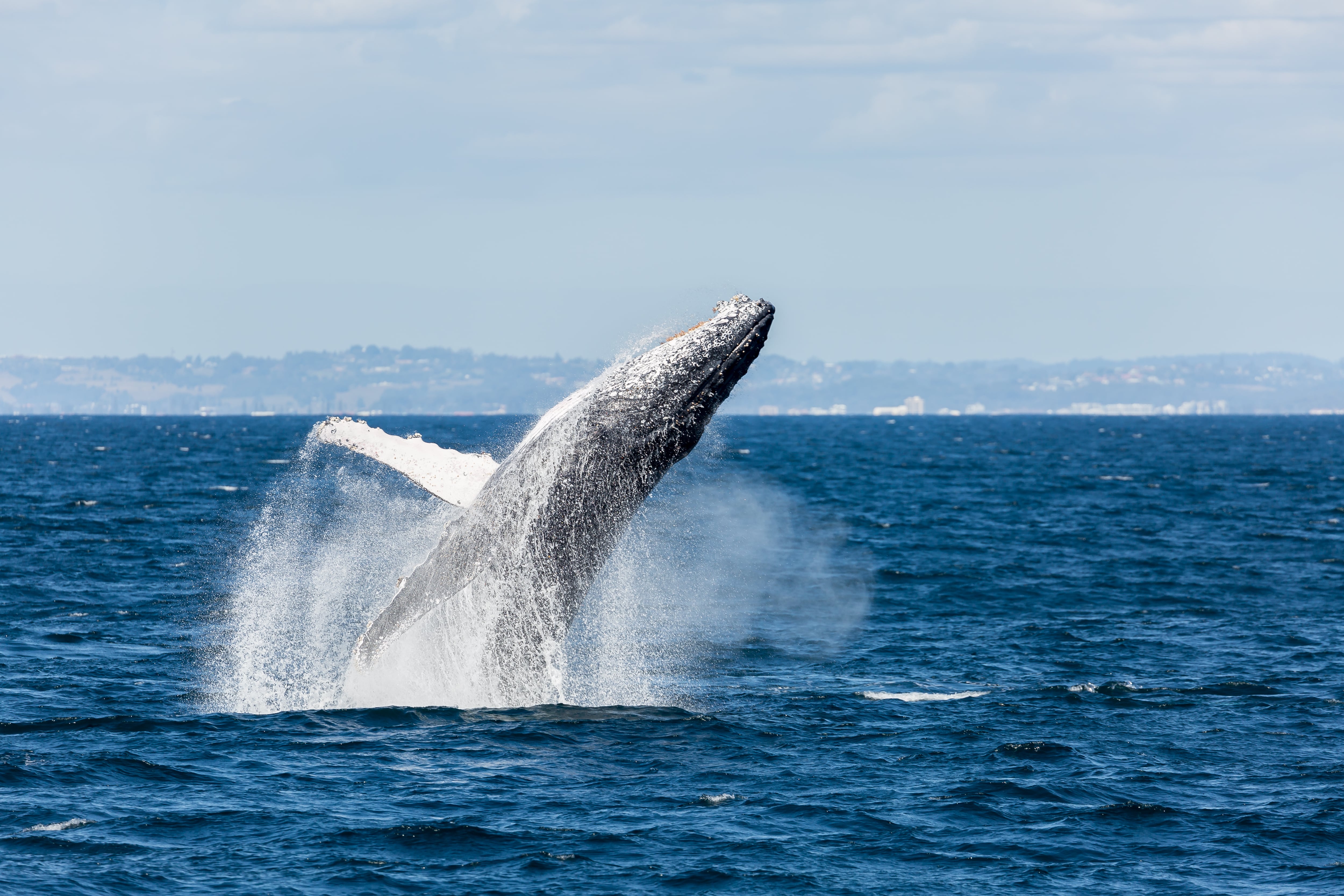 El comportamiento solo se ha documentado en la ballena franca austral (Eubalaena australis).