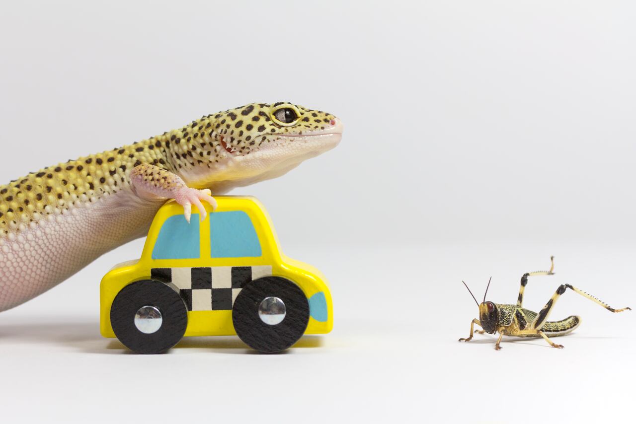 Recientemente, se han reportado varios casos donde niños pequeños han perdido la vida tras ser atropellados accidentalmente por vehículos conducidos por miembros de su propia familia.