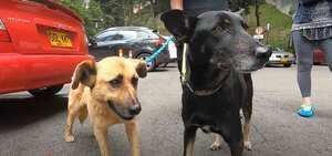 Gato y Samantha, perros callejeros adoptados en Bogotá