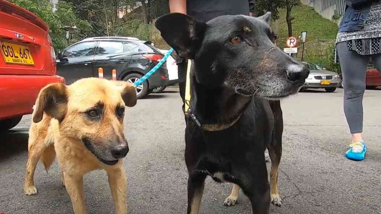 Gato y Samantha, perros callejeros adoptados en Bogotá