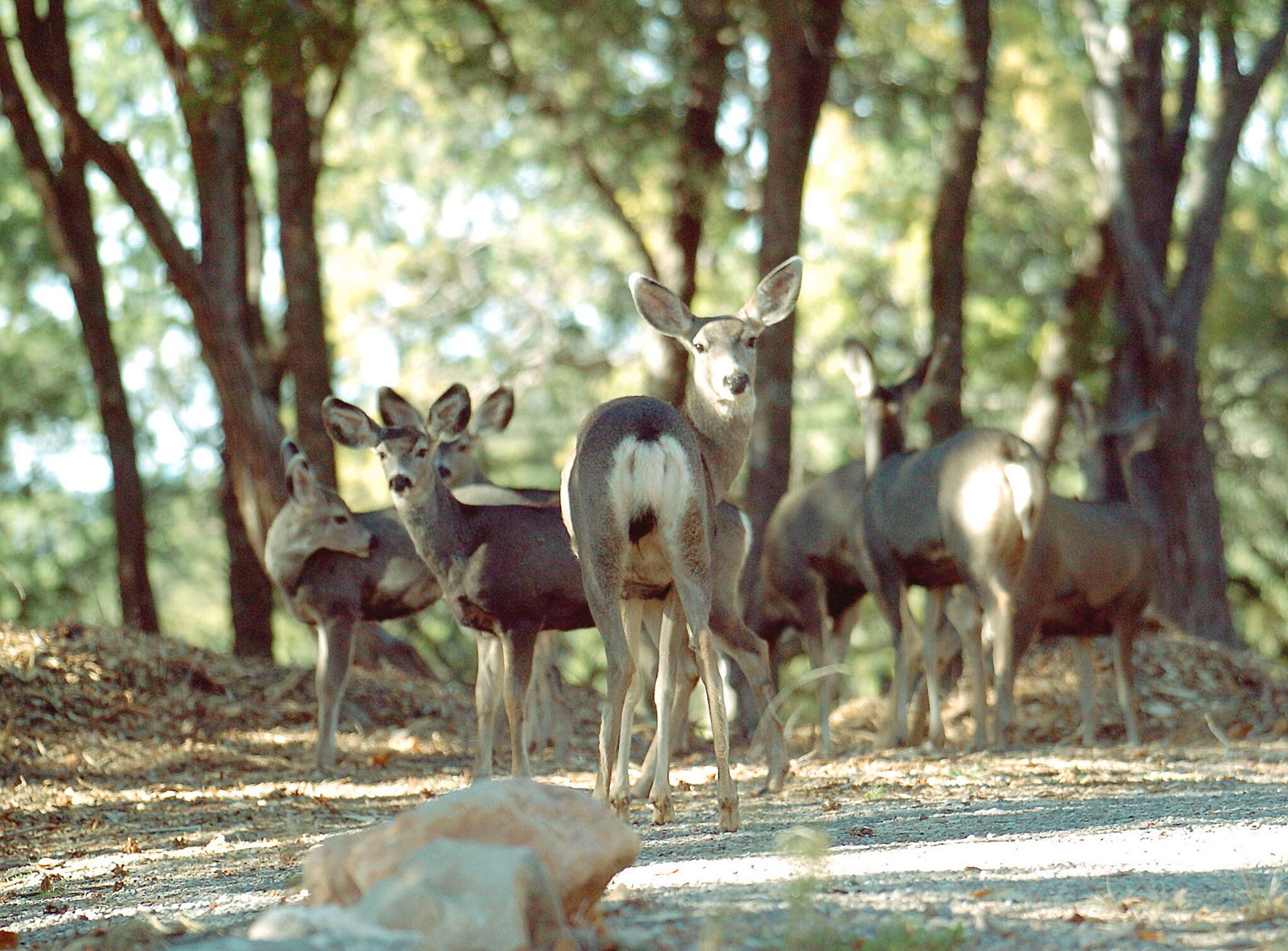 Día mundial de la vida silvestre.