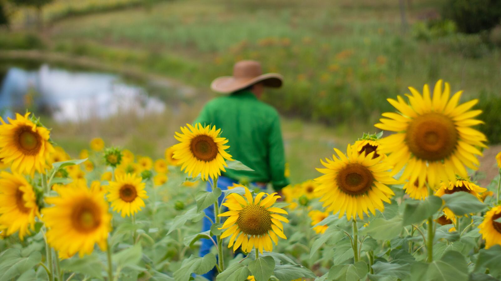 En San Jacinto, Bolívar, este proyecto productivo se convirtió en una iniciativa bioturística que hizo germinar la esperanza donde imperaba la guerra