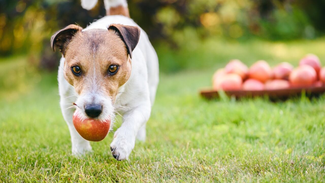Las manzanas son una de las frutas que no le generan complicaciones al organismo de los perros.