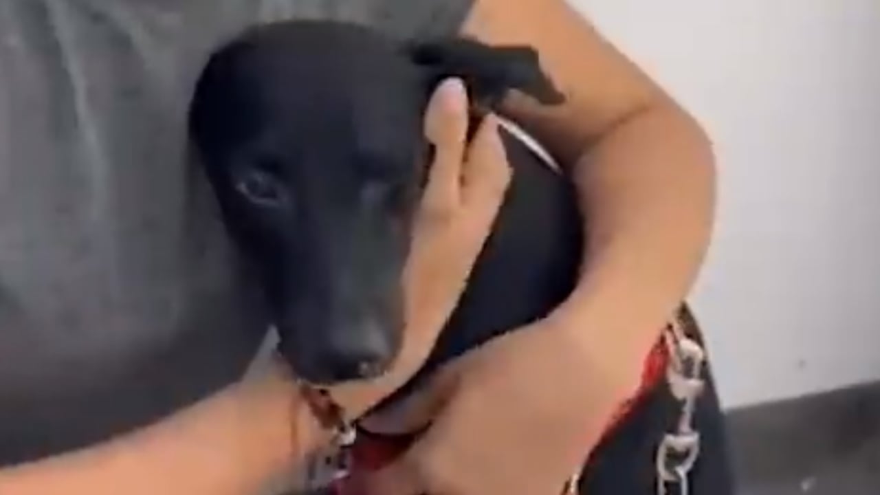 Maltrato animal en Cali