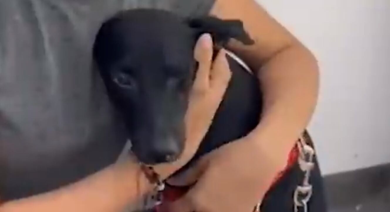 Maltrato animal en Cali