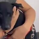 Una mujer fue grabada cuando abandonó a esta mascota a las afueras del Centro de Bienestar Animal de Cali.