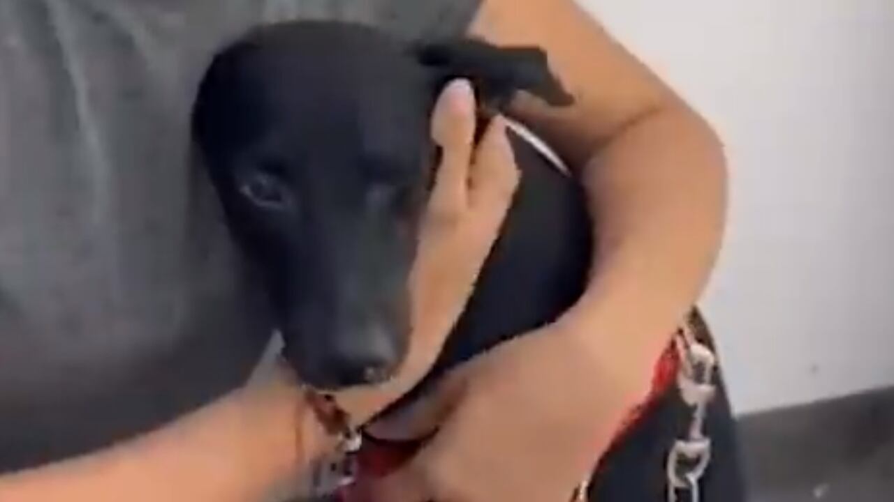 Una mujer fue grabada cuando abandonó a esta mascota a las afueras del Centro de Bienestar Animal de Cali.