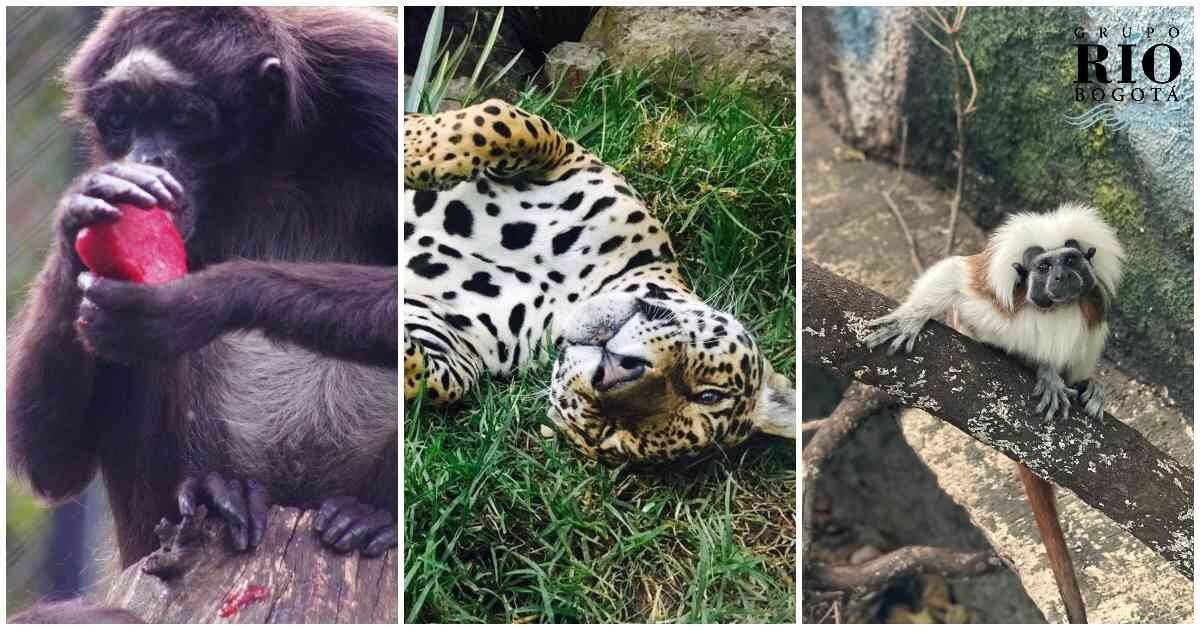 Reabren Zoológico Santacruz