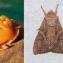 Cáscara de fruta para las polillas.