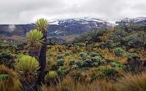 ¿Cuál es el balance de la estrategia nacional para la descarbonización en Colombia?