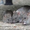 Conozca cuáles son las clases de ratas más peligrosas y cómo ahuyentarlas