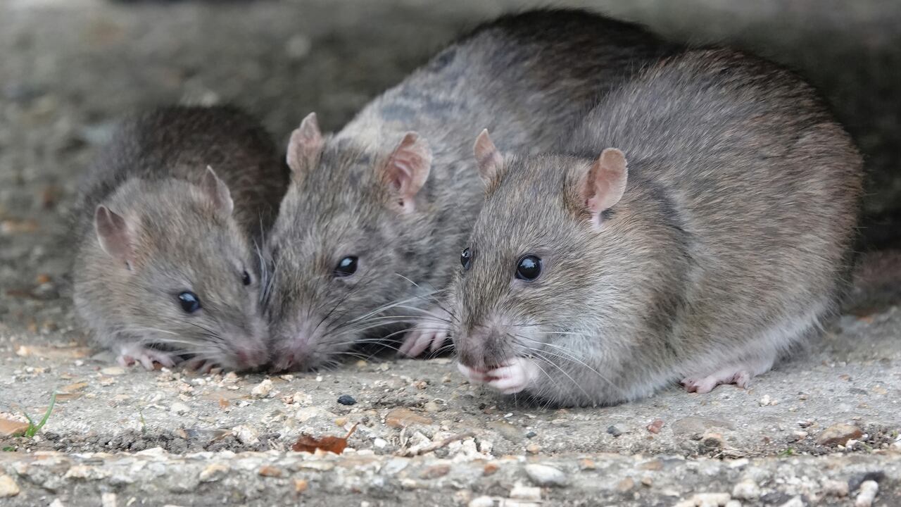 Las ratas más peligrosas. (Imagen de referencia).