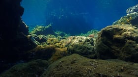 La enorme extensión del fondo marino hacen que cada expedición pueda revelar organismos nunca antes observados.