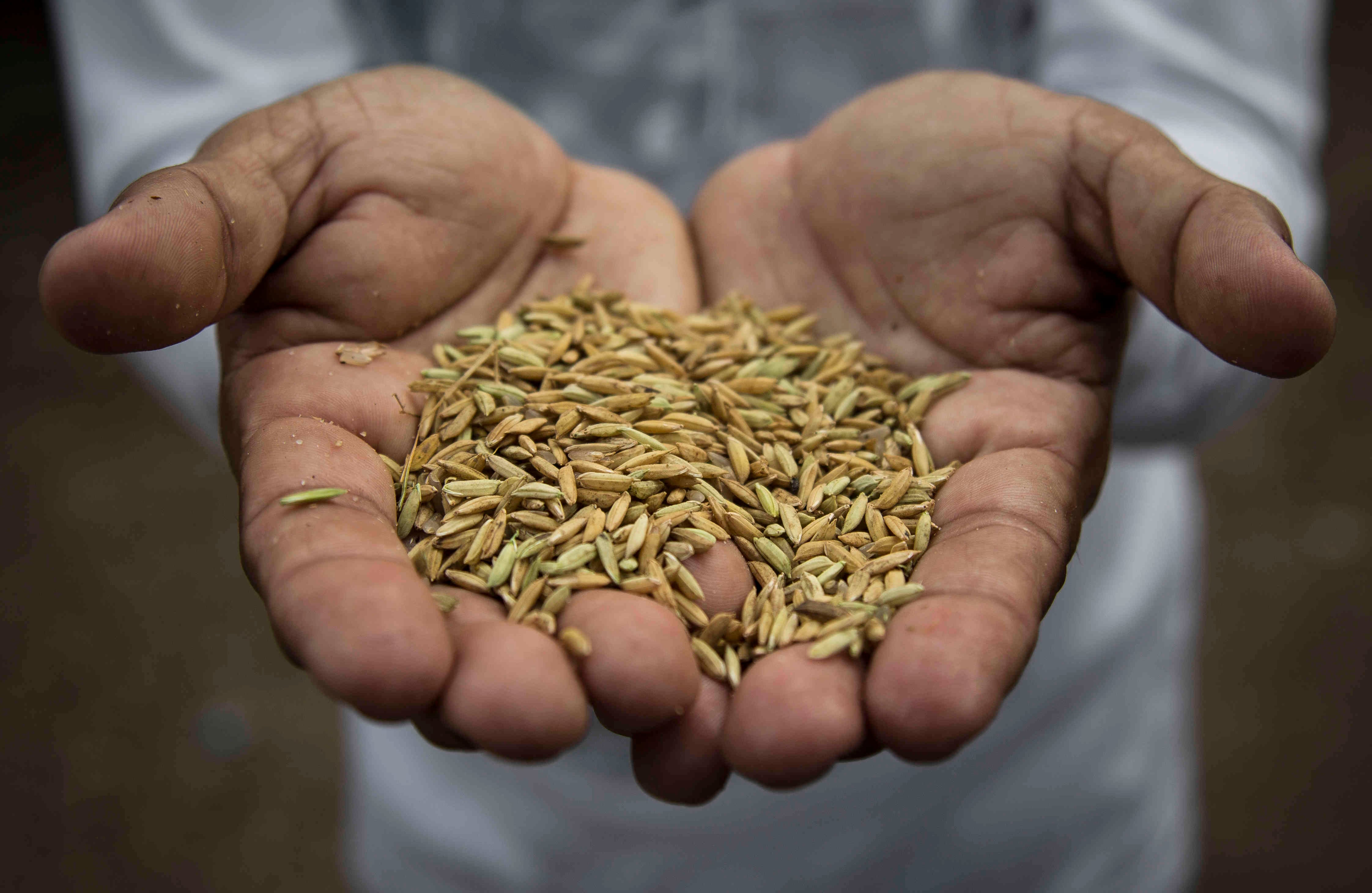 El área de uso agropecuario en el país alcanza las 43 millones de hectáreas, pero un 80 por ciento son de pastos y rastrojos, mientras que el 19,7 por ciento son tierras de uso agrícola y el 0,3 por ciento está ocupado por infraestructura agropecuaria.