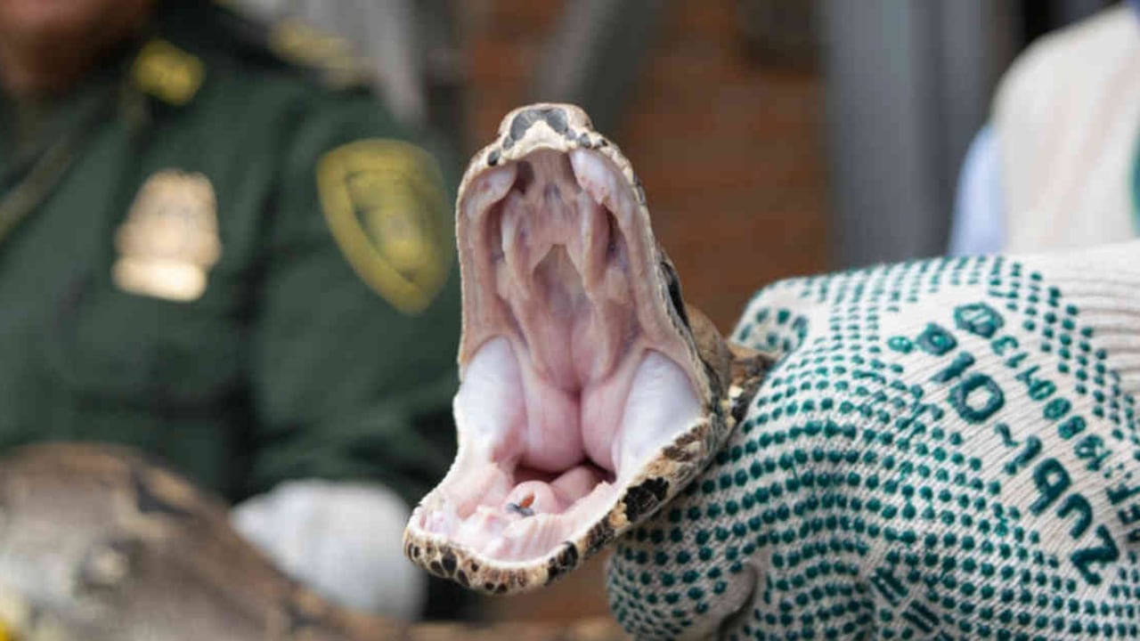 Las boas no tienen rango de distribución en el departamento del Quindío, situación que indica que han sido introducidas por el hombre. Foto: CRQ - Colombia hoy.